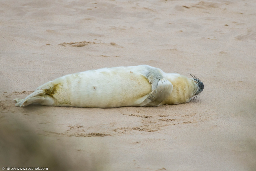 2013.12.24 - Seals - 49