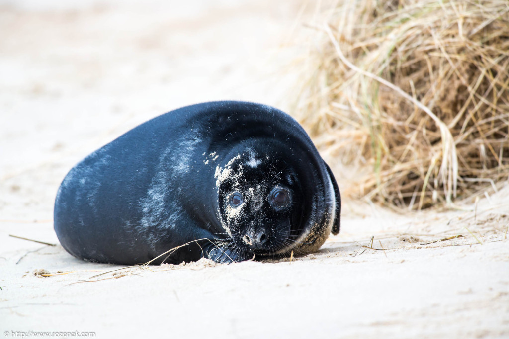 2013.12.24 - Seals - 53