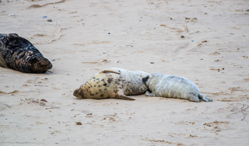 2013.12.24 - Seals - 55