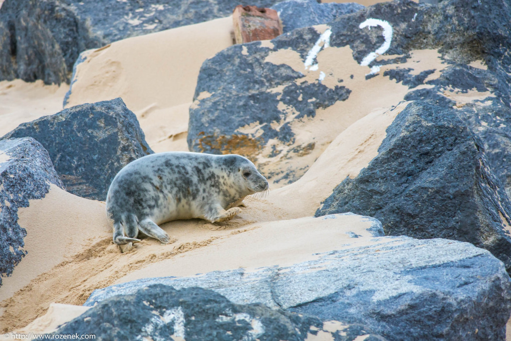 2013.12.24 - Seals - 56