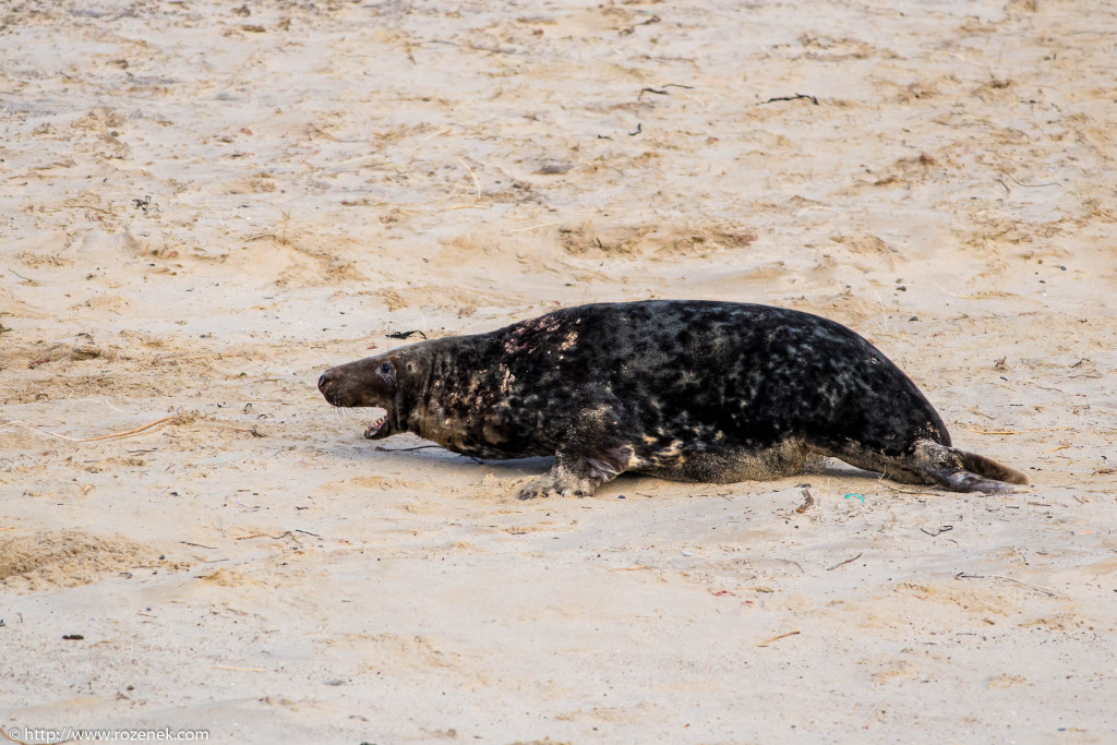 2013.12.24 - Seals - 61