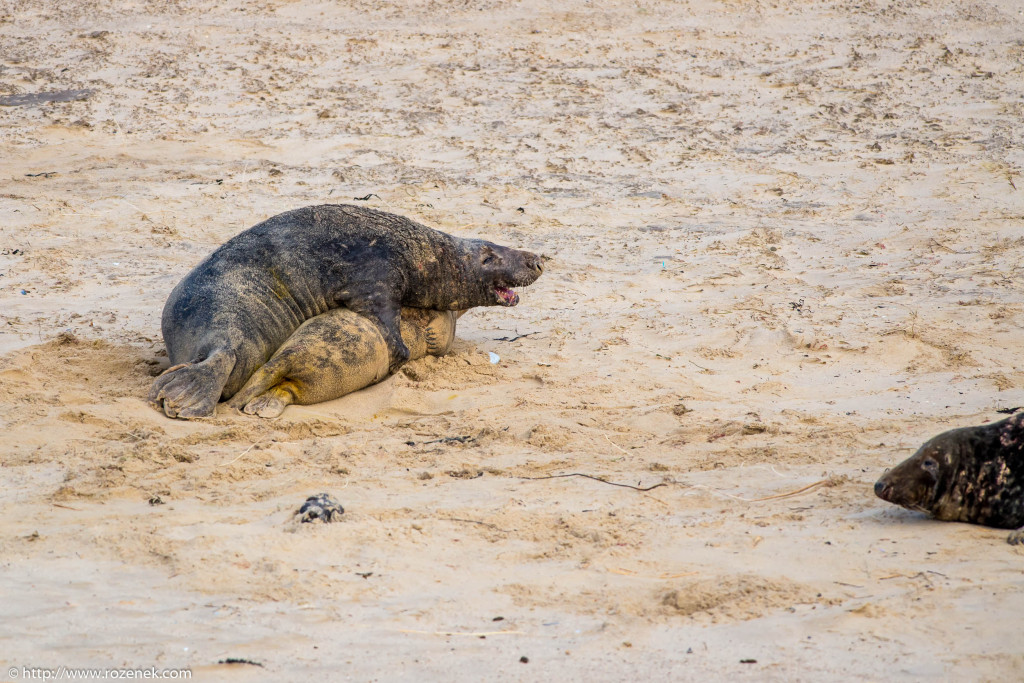 2013.12.24 - Seals - 63