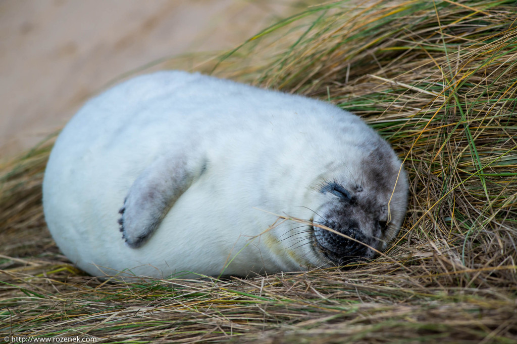 2013.12.24 - Seals - 65