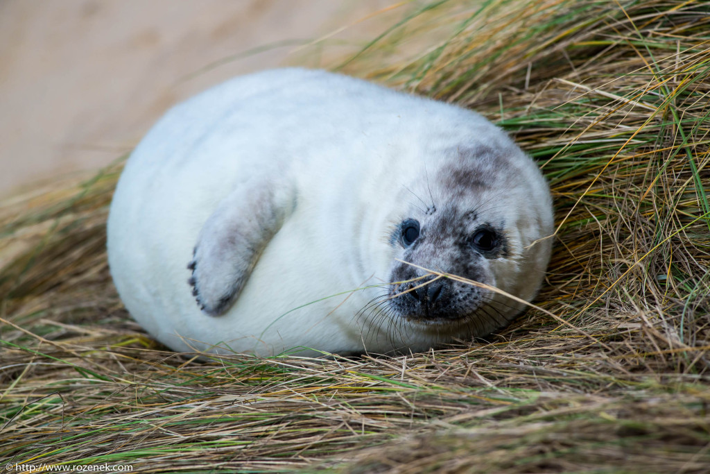 2013.12.24 - Seals - 66