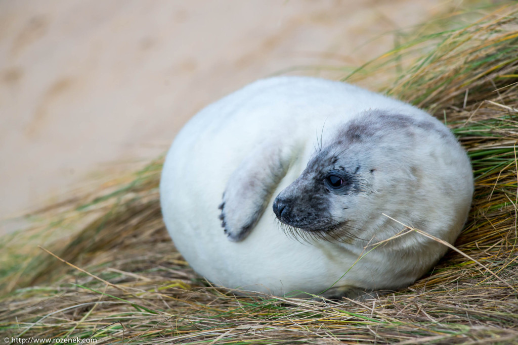 2013.12.24 - Seals - 67