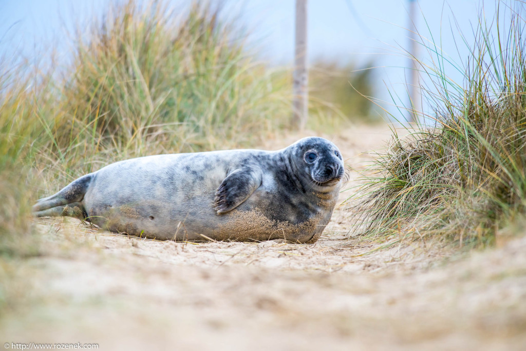 2013.12.24 - Seals - 68