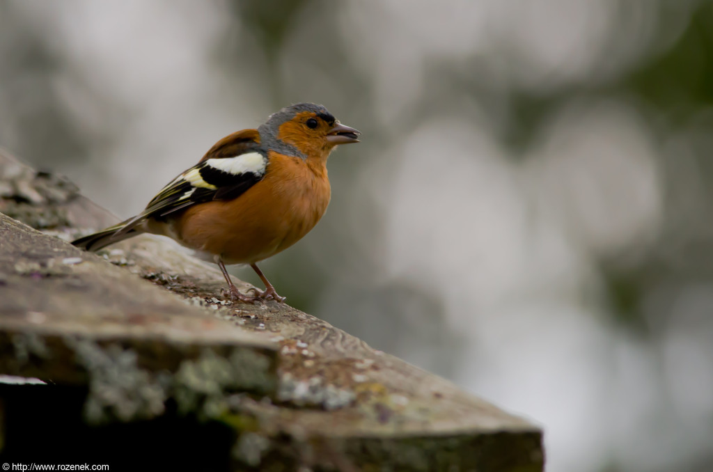 2012.08.24 - Hickling Broad Reserve - 07