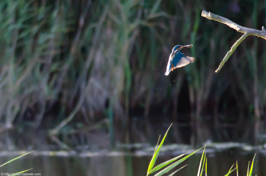 2012.09.07 - Strumpshaw Fen - 17