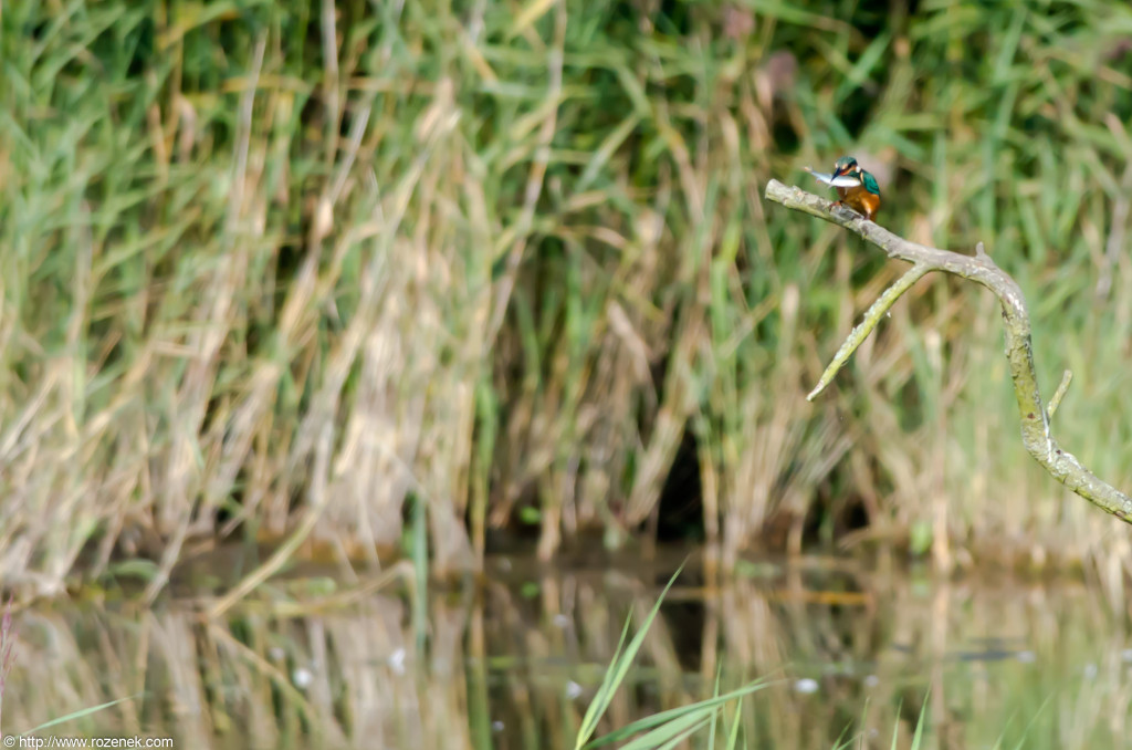 2012.09.07 - Strumpshaw Fen - 44