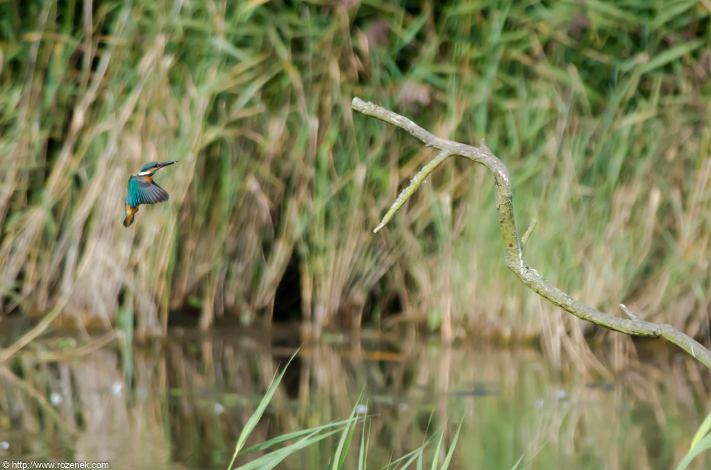 2012.09.07 - Strumpshaw Fen - 45