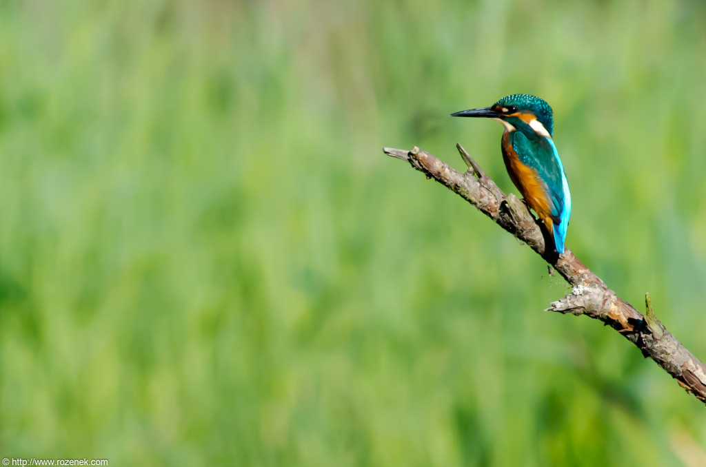 2012.09.14 - Strumpshaw Fen - 01