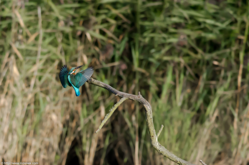 2012.09.16 - Strumpshaw Fen - 03