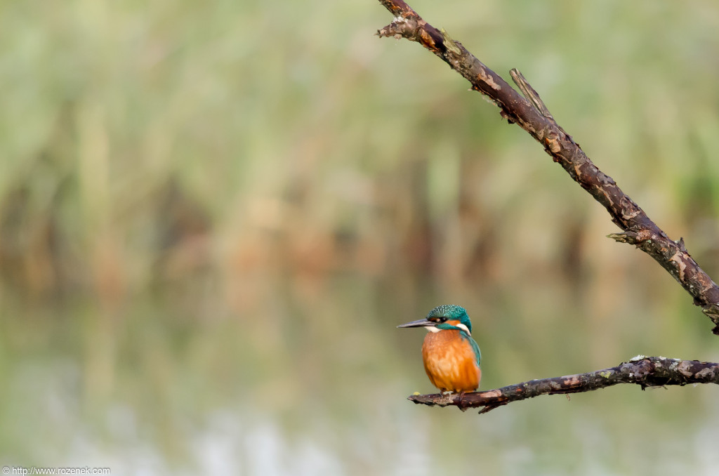 2012.10.20 - Strumpshaw Fen - 01