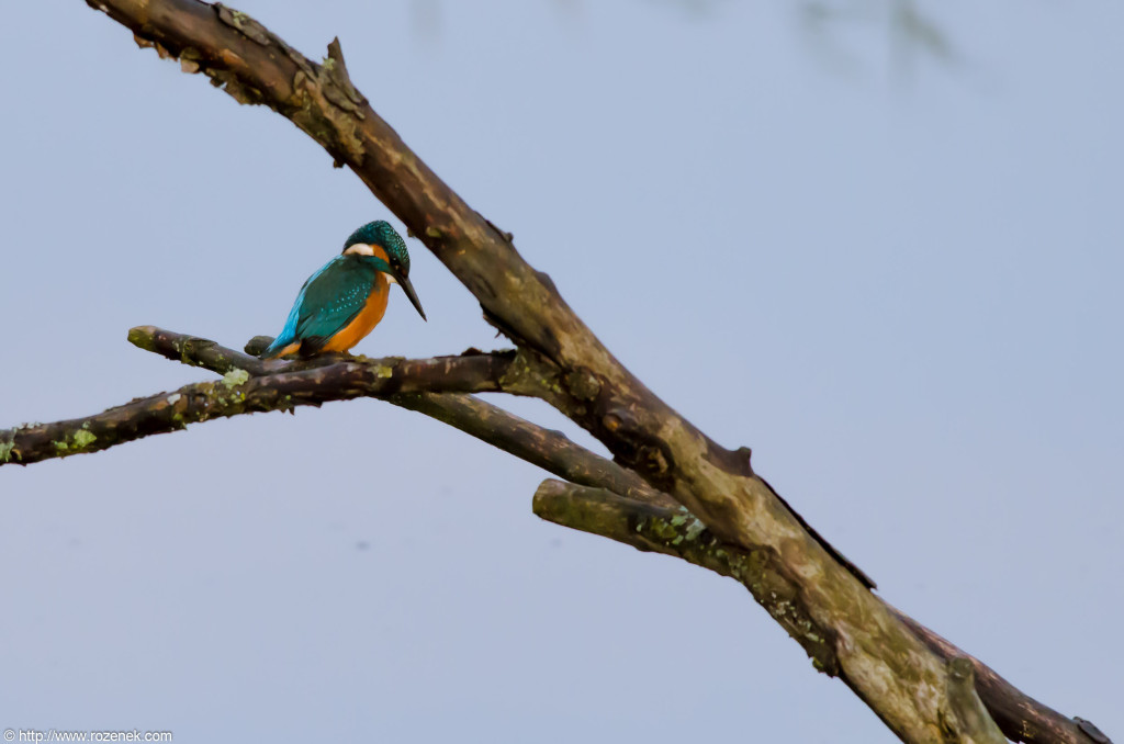 2012.10.20 - Strumpshaw Fen - 03