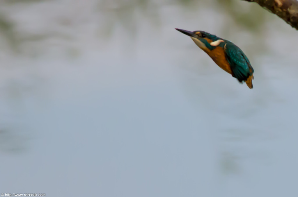 2012.10.20 - Strumpshaw Fen - 04