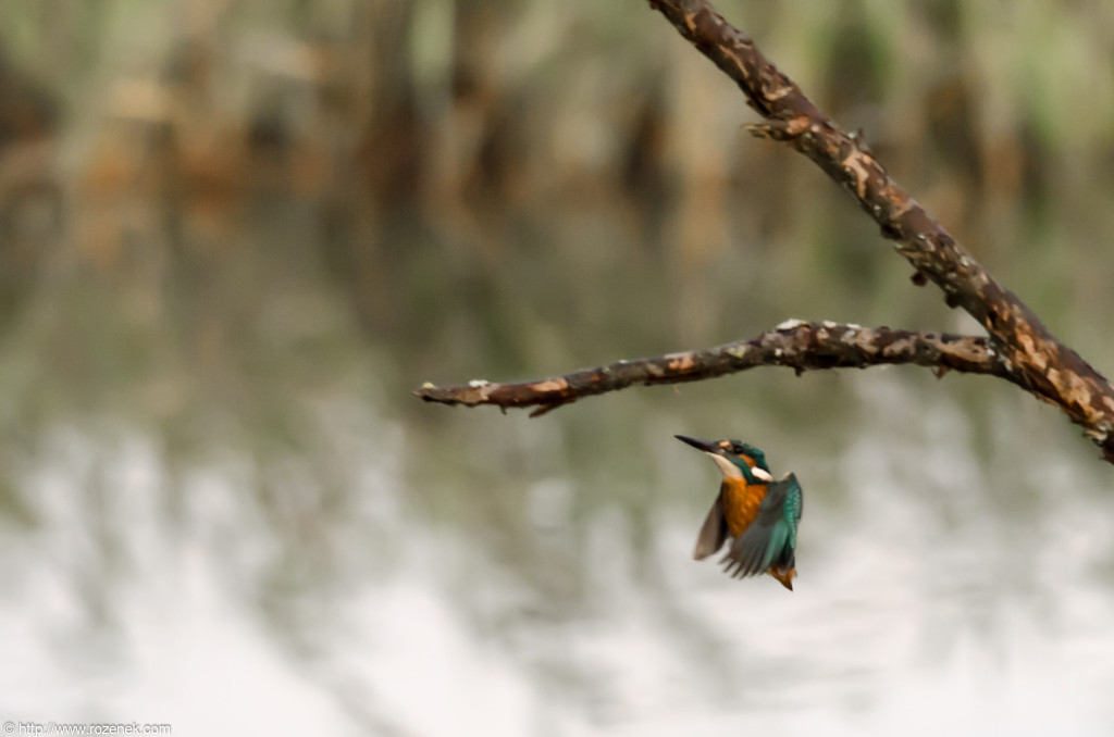 2012.10.20 - Strumpshaw Fen - 05