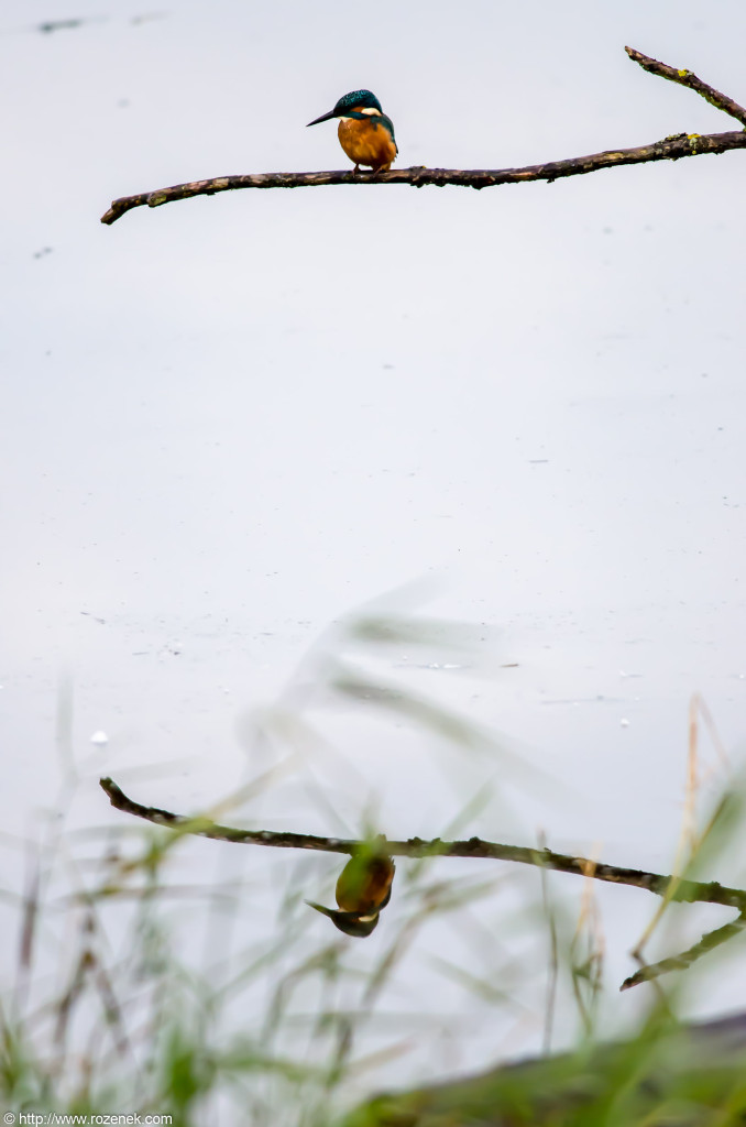 2012.10.20 - Strumpshaw Fen - 08