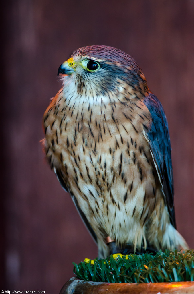 2012.11.25 - Banham Zoo - 44