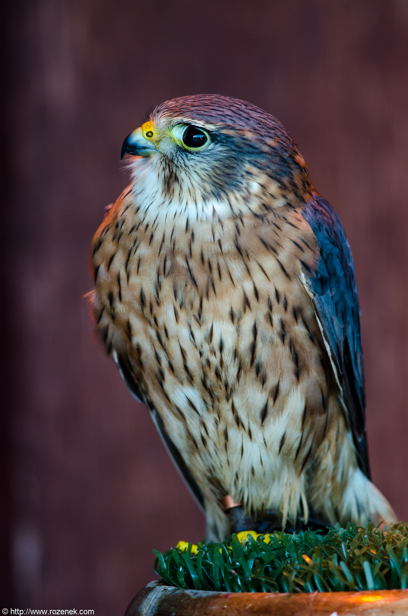 Merlin bird