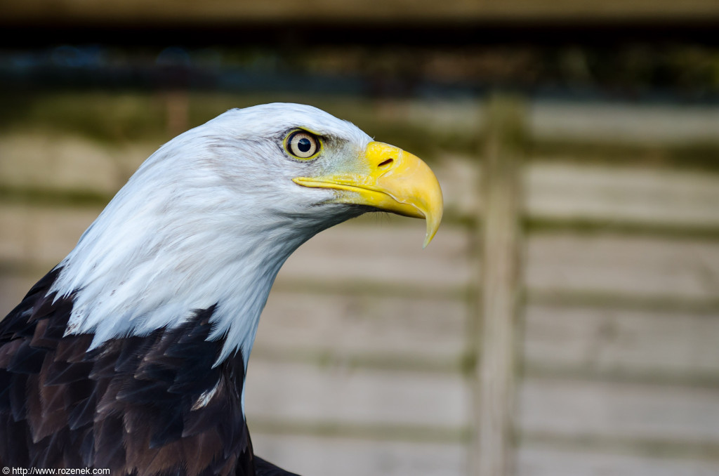 2012.11.25 - Banham Zoo - 49