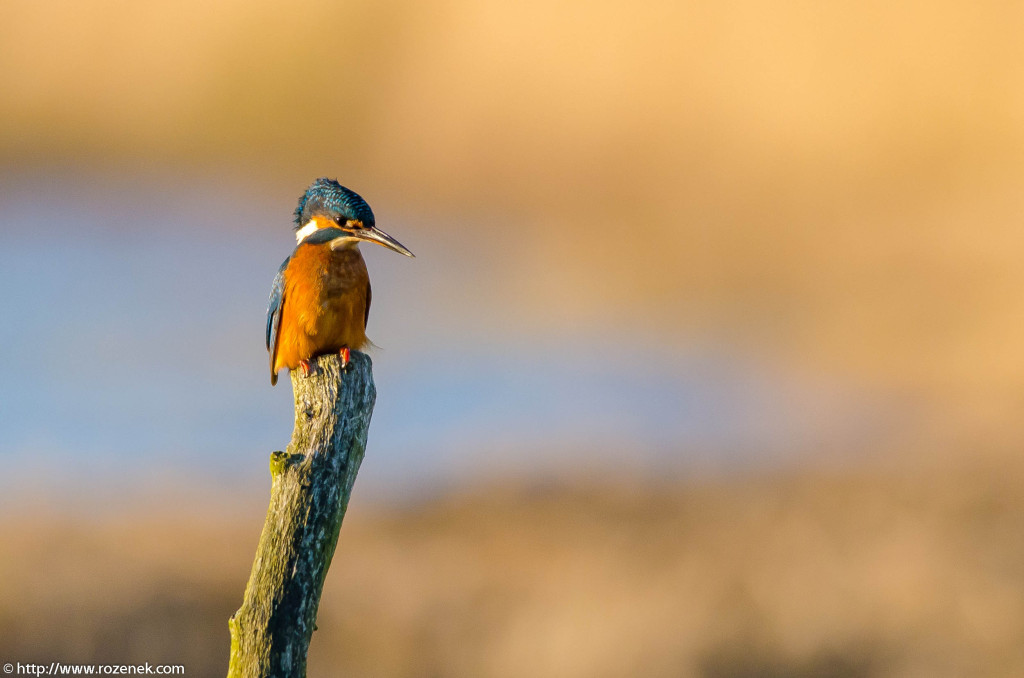 2012.12.02 - Strumpshaw Fen - 05