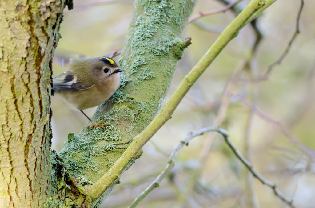 2013.01.06 - Strumpshaw Fen - 01