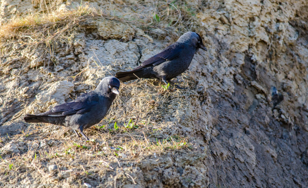 2013.04.20 - Birds in Cromer - 14