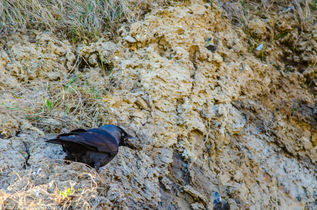 2013.04.20 - Birds in Cromer - 15