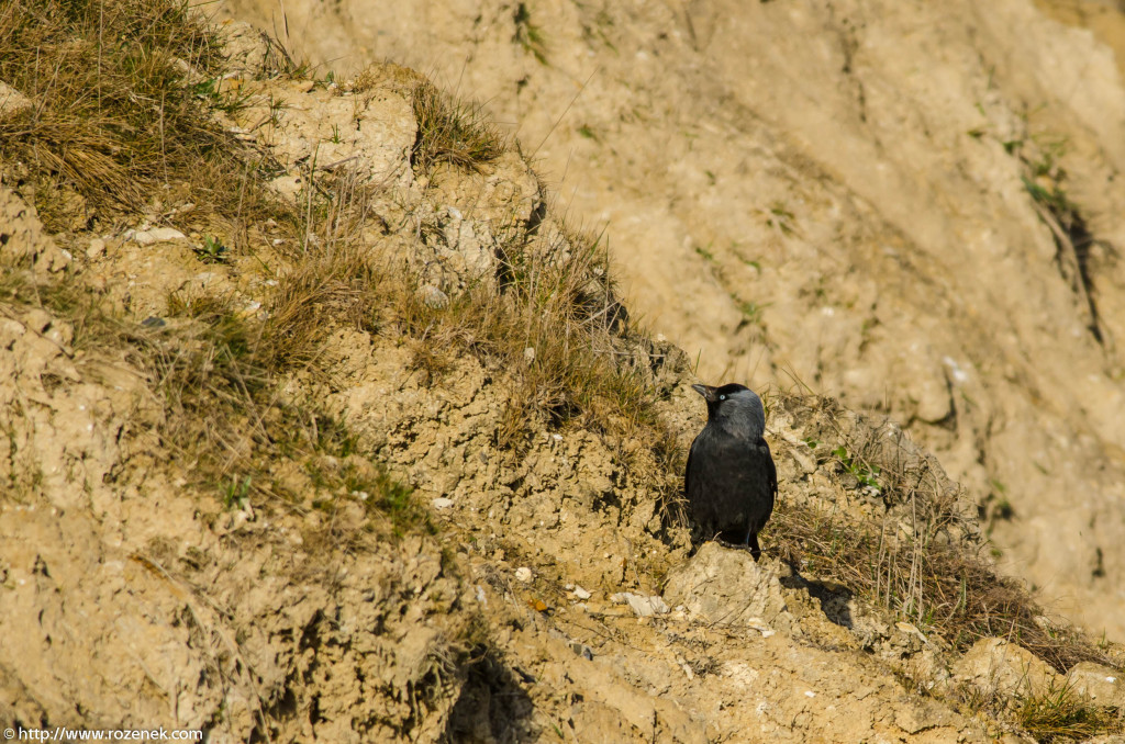 2013.04.20 - Birds in Cromer - 21