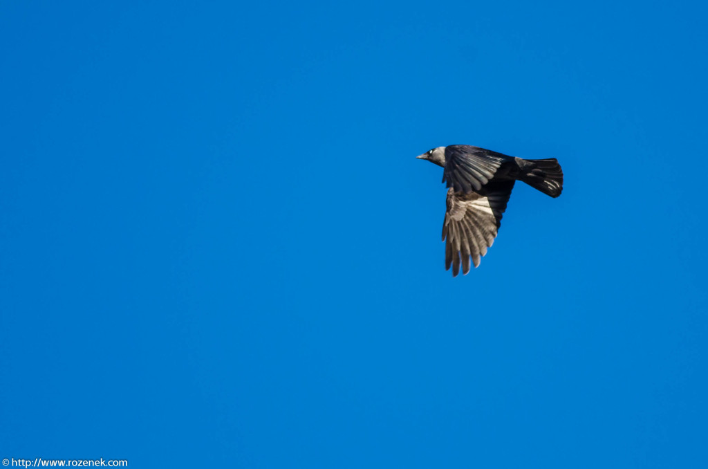2013.04.20 - Birds in Cromer - 25