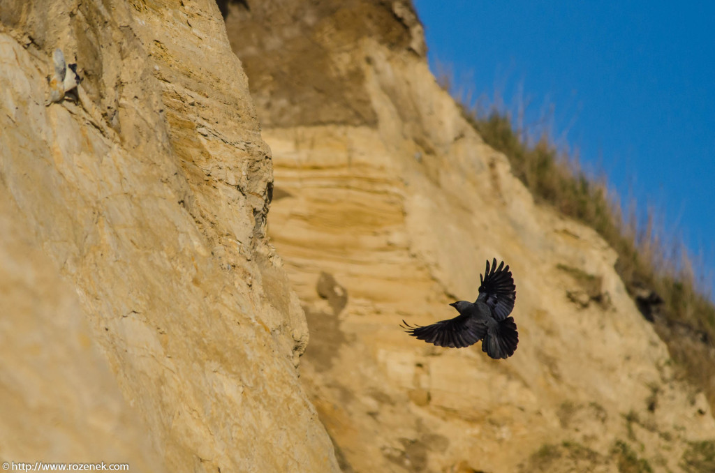 2013.04.20 - Birds in Cromer - 38