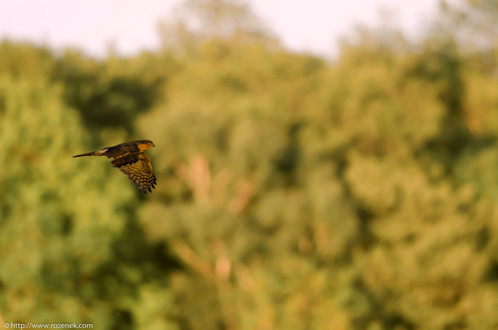 2013.06.03 - Eurasian Sparrowhawk