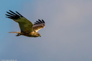 2013.06.16 - Bird Photography - 03