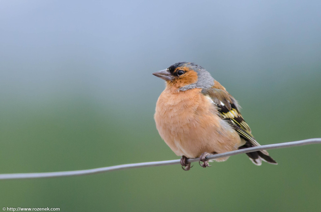2013.08.28 - Birds in Scotland - 02