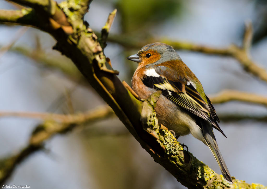 Chaffinch – bird photo gallery - 01