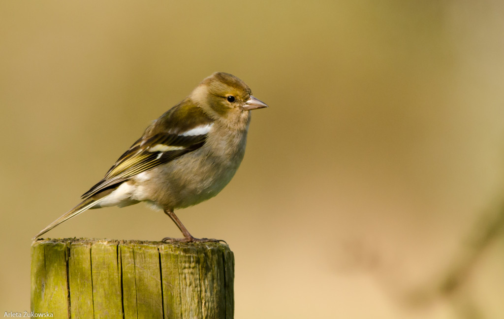 Chaffinch – bird photo gallery - 04