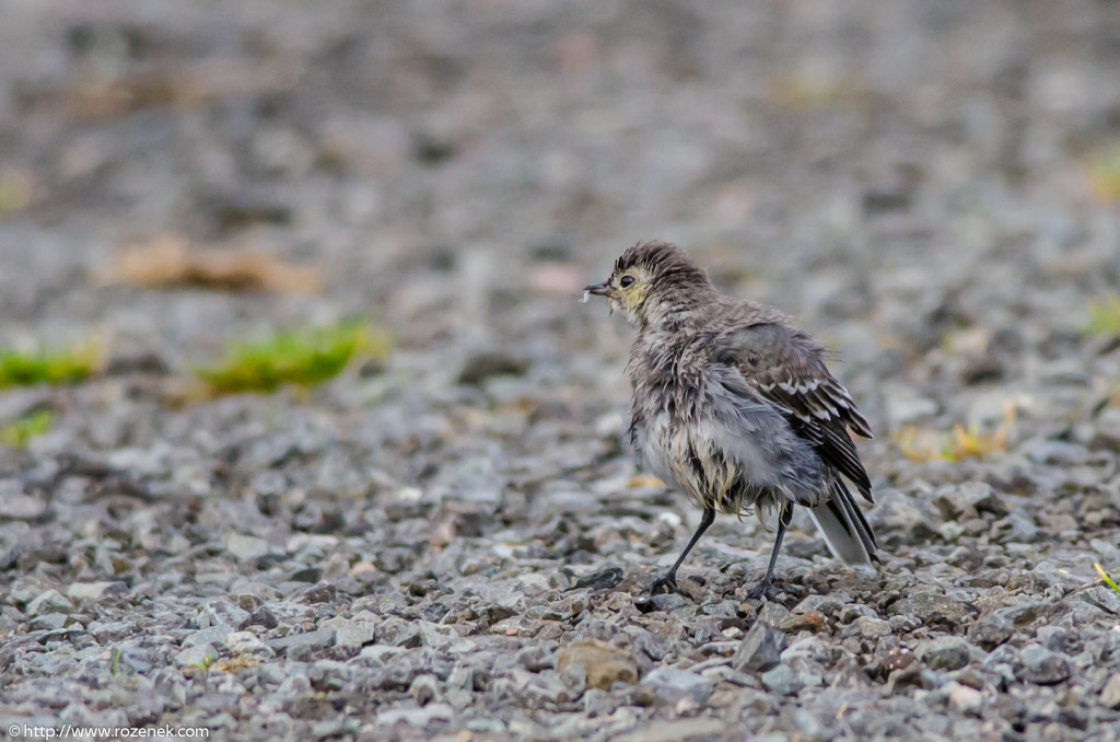 2013.08.29 - Isle of Skye Birds - 08