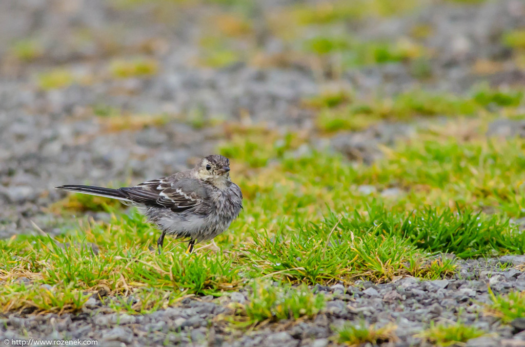 2013.08.29 - Isle of Skye Birds - 10