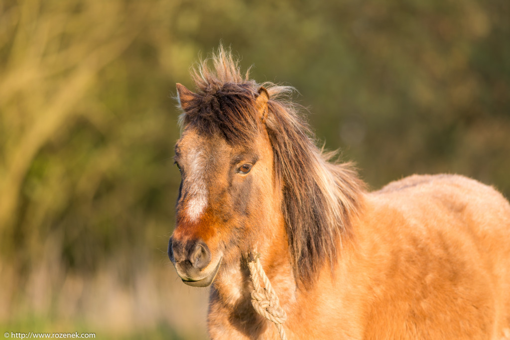 2014.04.14 - Horses - 12