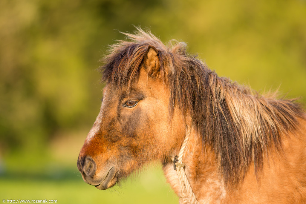 2014.04.14 - Horses - 13