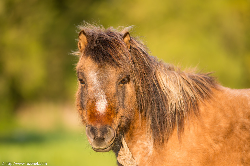 2014.04.14 - Horses - 14