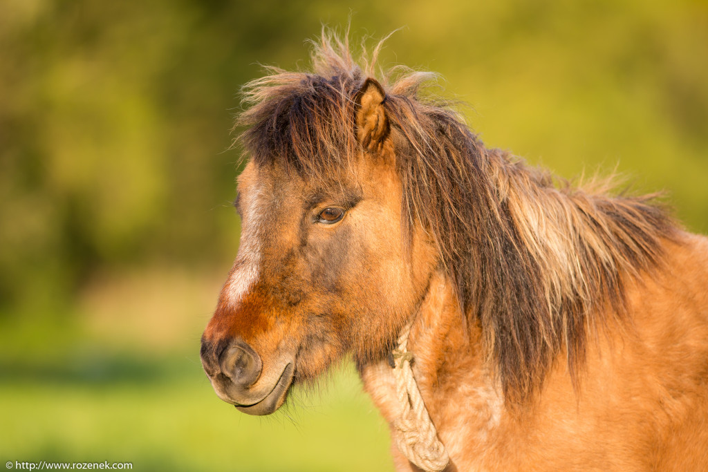 2014.04.14 - Horses - 15