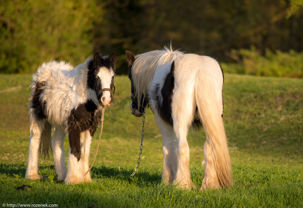 2014.04.14 - Horses - 16