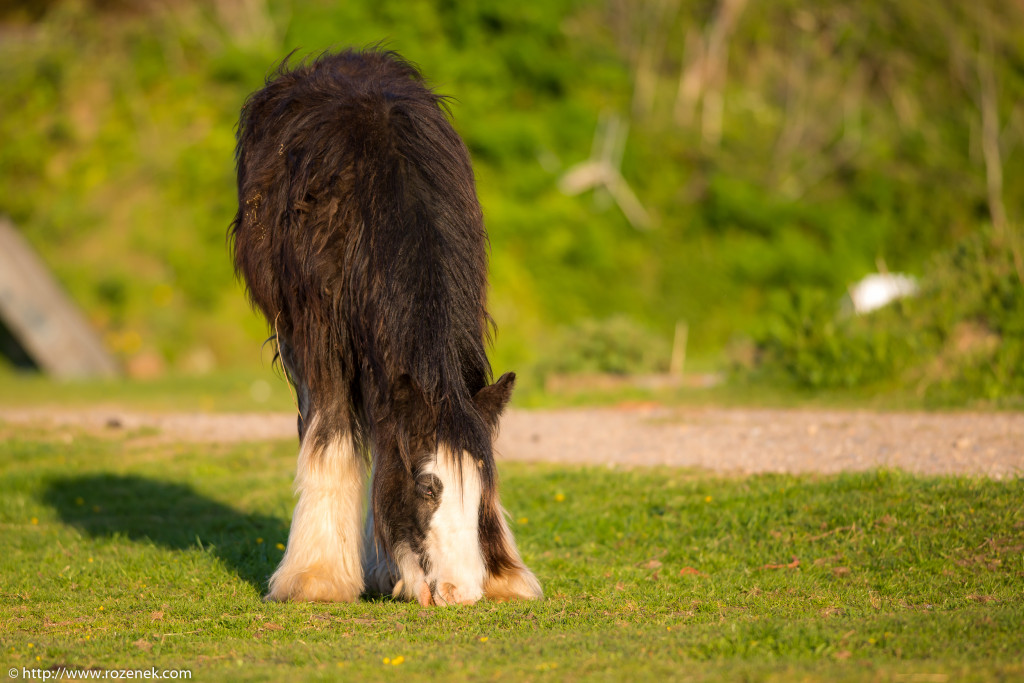 2014.04.14 - Horses - 17