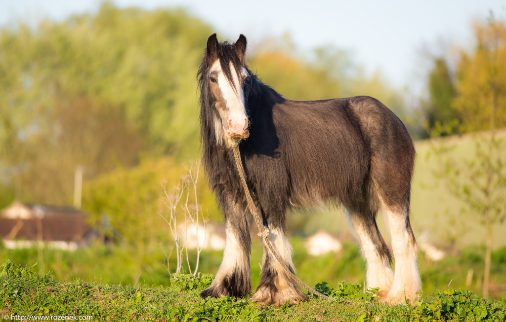 2014.04.14 - Horses - 18