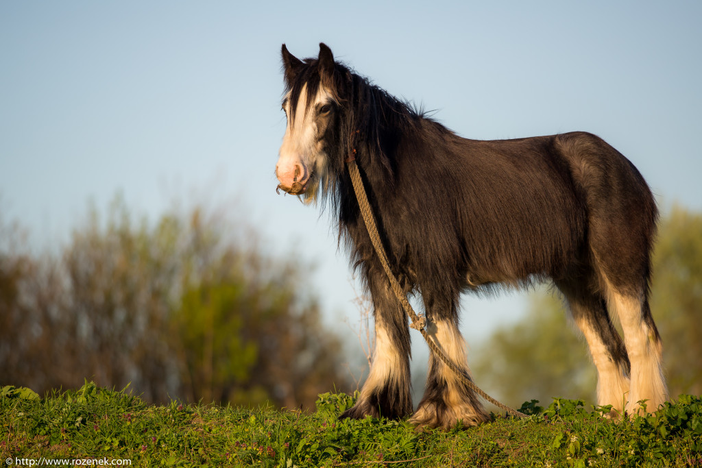 2014.04.14 - Horses - 19