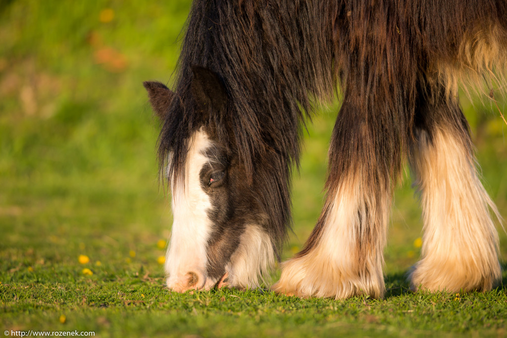 2014.04.14 - Horses - 20