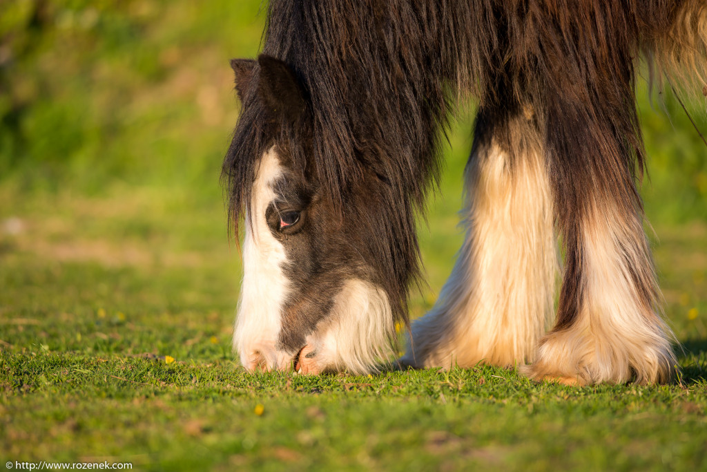 2014.04.14 - Horses - 21