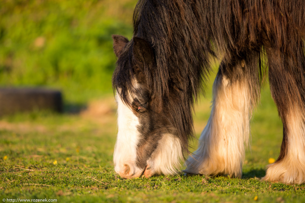 2014.04.14 - Horses - 22