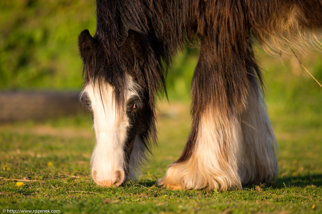 2014.04.14 - Horses - 23